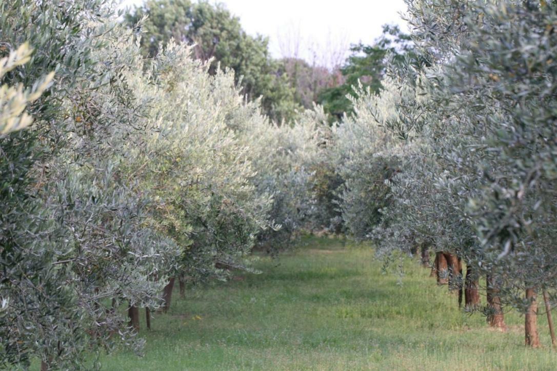 Villa Premantura Olive Garden Exterior foto